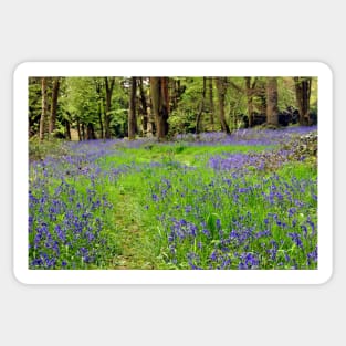 Bluebell Woods Basildon Park Berkshire UK Sticker